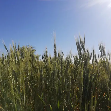 Fondo Paliemmu *