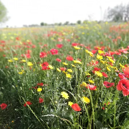Vakantieboerderij Fondo Paliemmu *